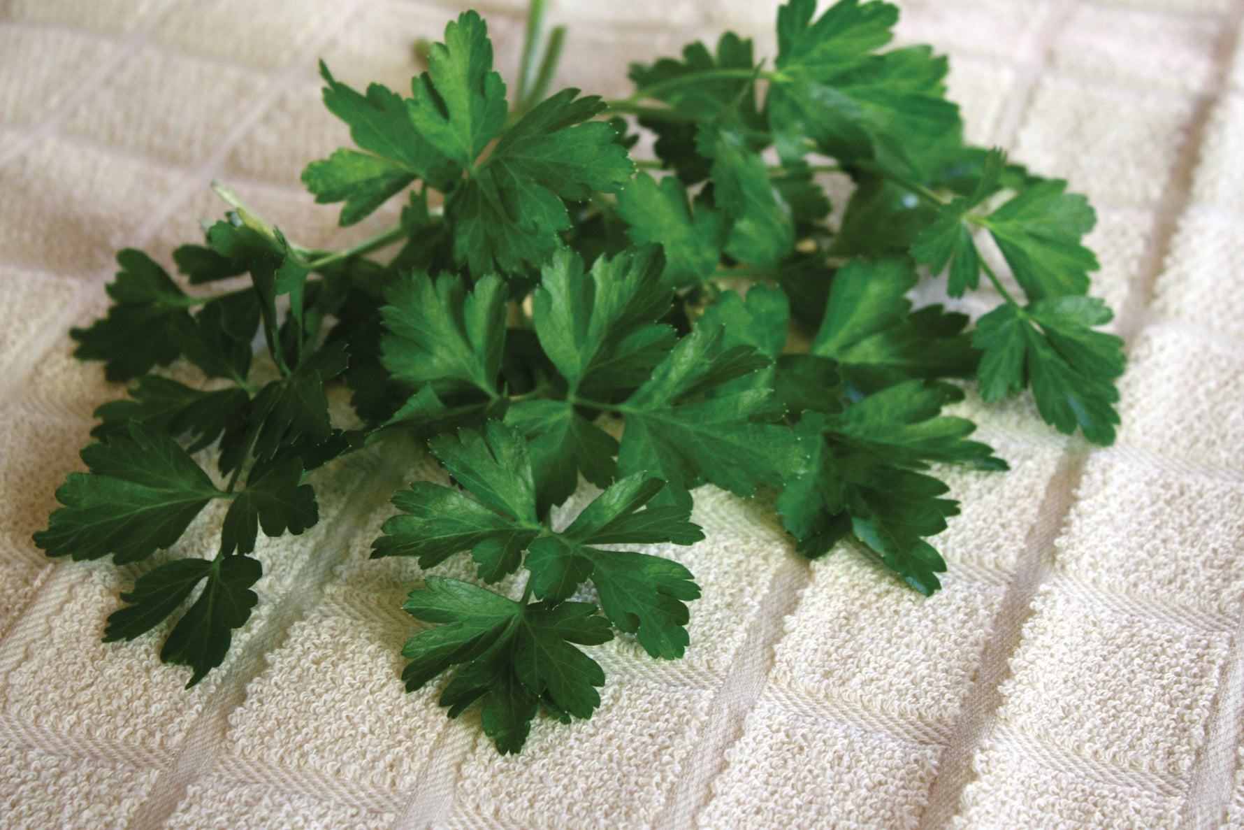 Heirloom Italian Dark Green Parsley showing vigorous growth and robust flavor for cooking.