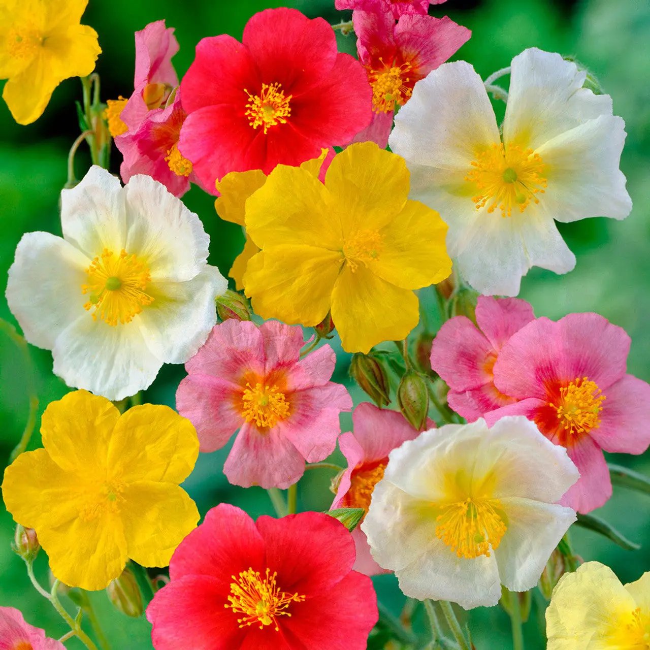 Mixed Helianthemum Rock Rose Plant Seeds for Planting Non-GMO Heirloom Garden Seeds Dhara Seeds