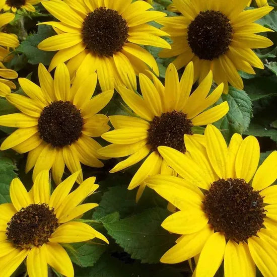 Helianthus Annus Poor Soil Tolerant Annul Herb Flower heirloom non-gmo organic garden seeds