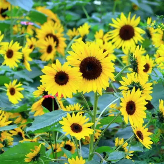 Helianthus Annus Poor Soil Tolerant Annul Herb Flower – Heirloom, Non-GMO, High Germination Organic Garden Seeds