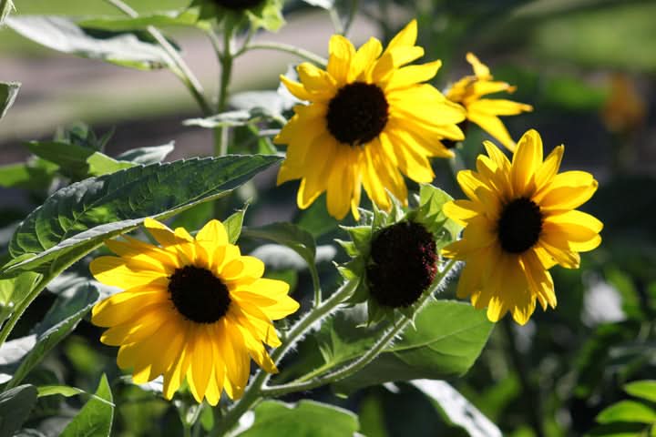 Helianthus Annuus Flower Seeds for Planting – Bright Sunflower Blooms for Gardens