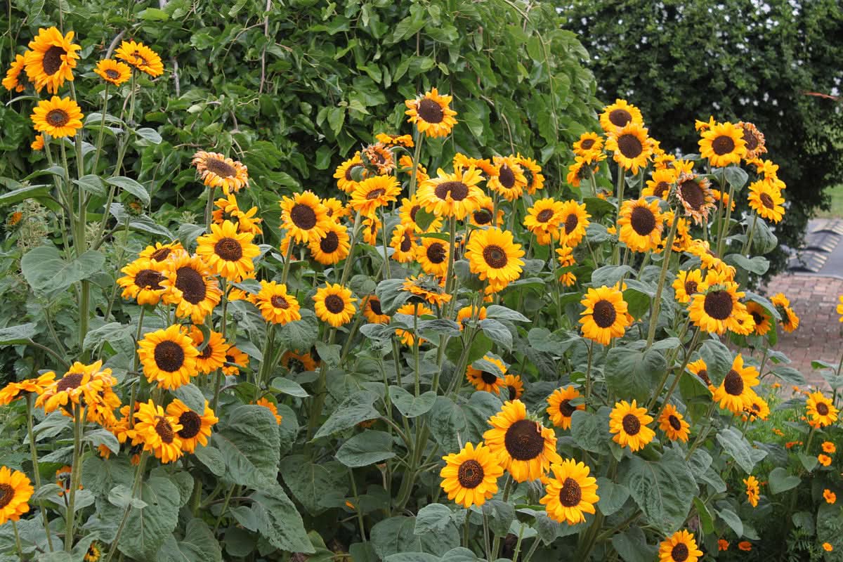 Heirloom Non-GMO Helianthus Annuus Flower Seeds for Planting – Bright Sunflower Blooms for Gardens - Non-GMO for planting in home garden