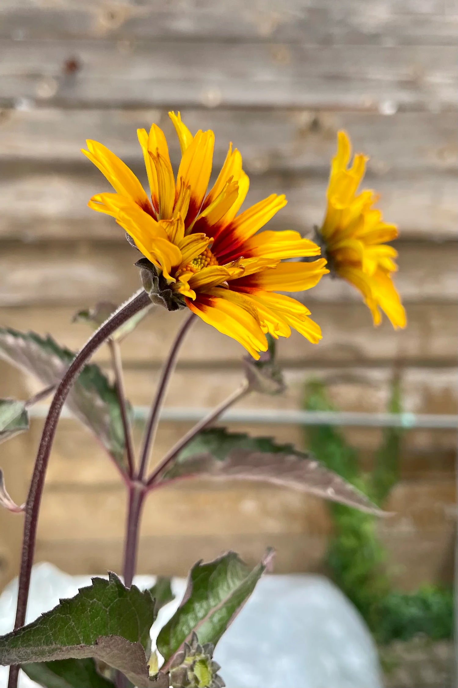 Heliopsis Burning Hearts - Seeds