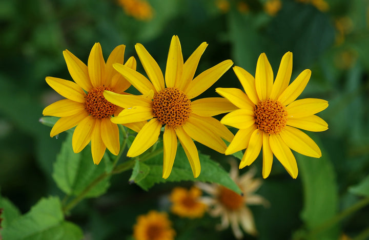 False Sunflower Seeds – Heirloom, Non-GMO Flower Seeds for Planting