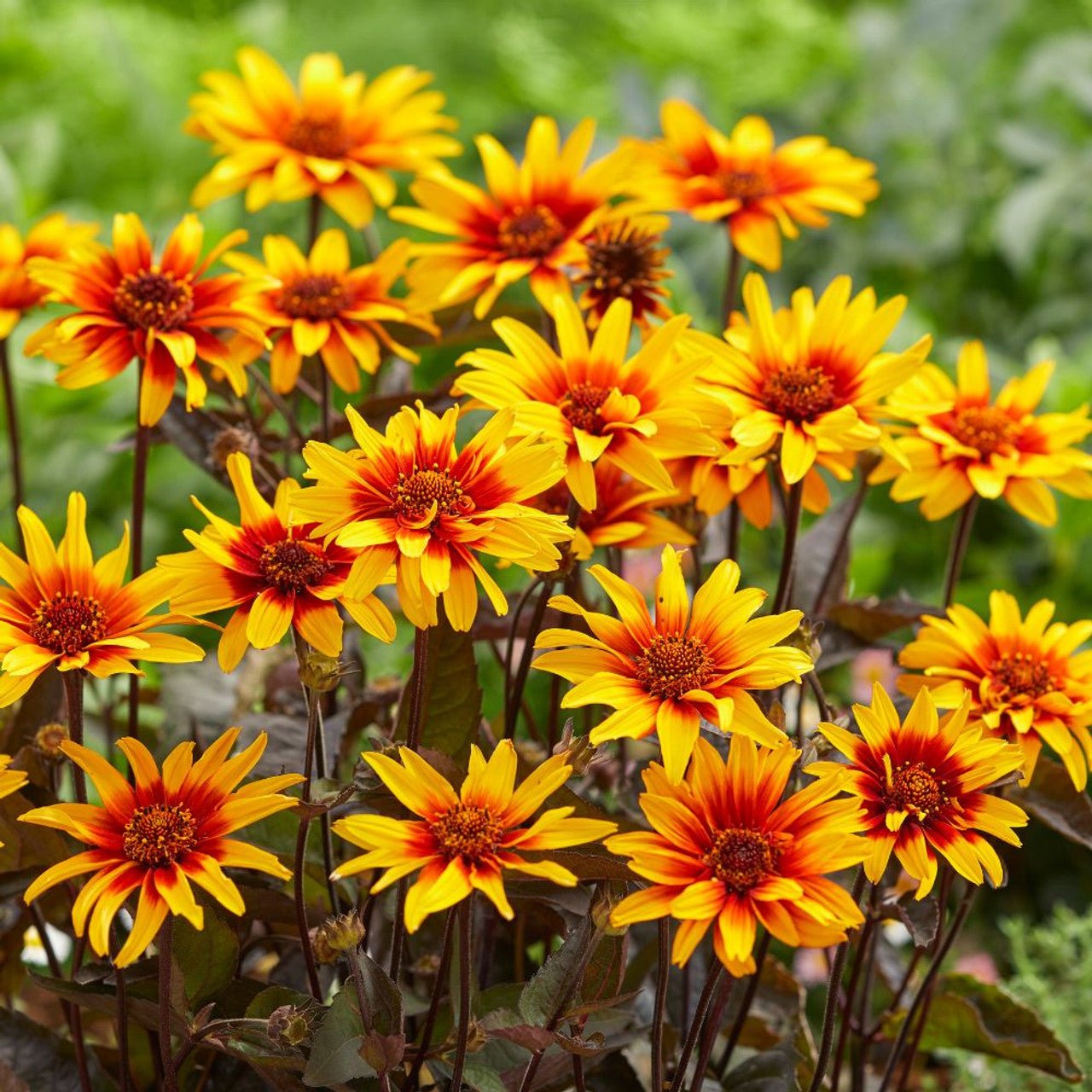 Heliopsis Burning Hearts - Seeds