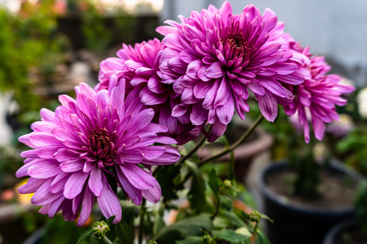 Chrysanthemum morifolium