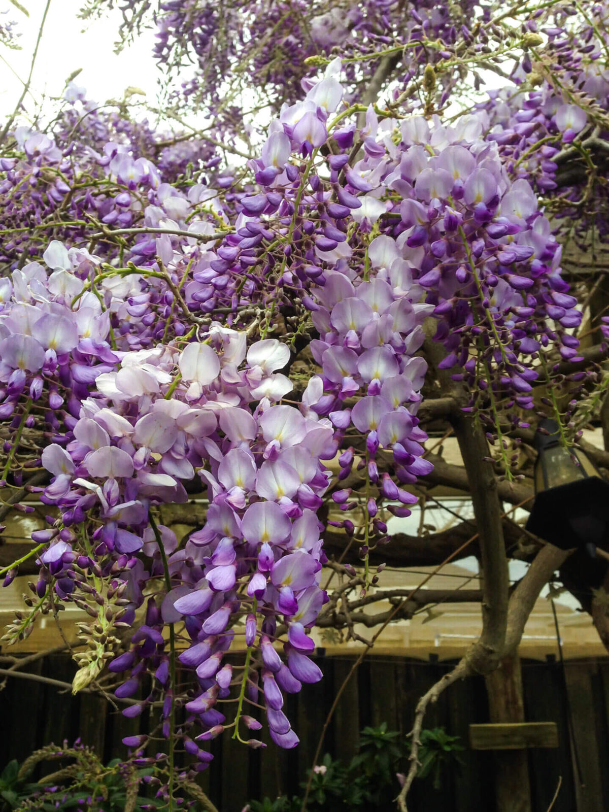 Chinese Blue Purple Wisteria Flower Seeds Wisteria sinensis for Climbing Garden Planting