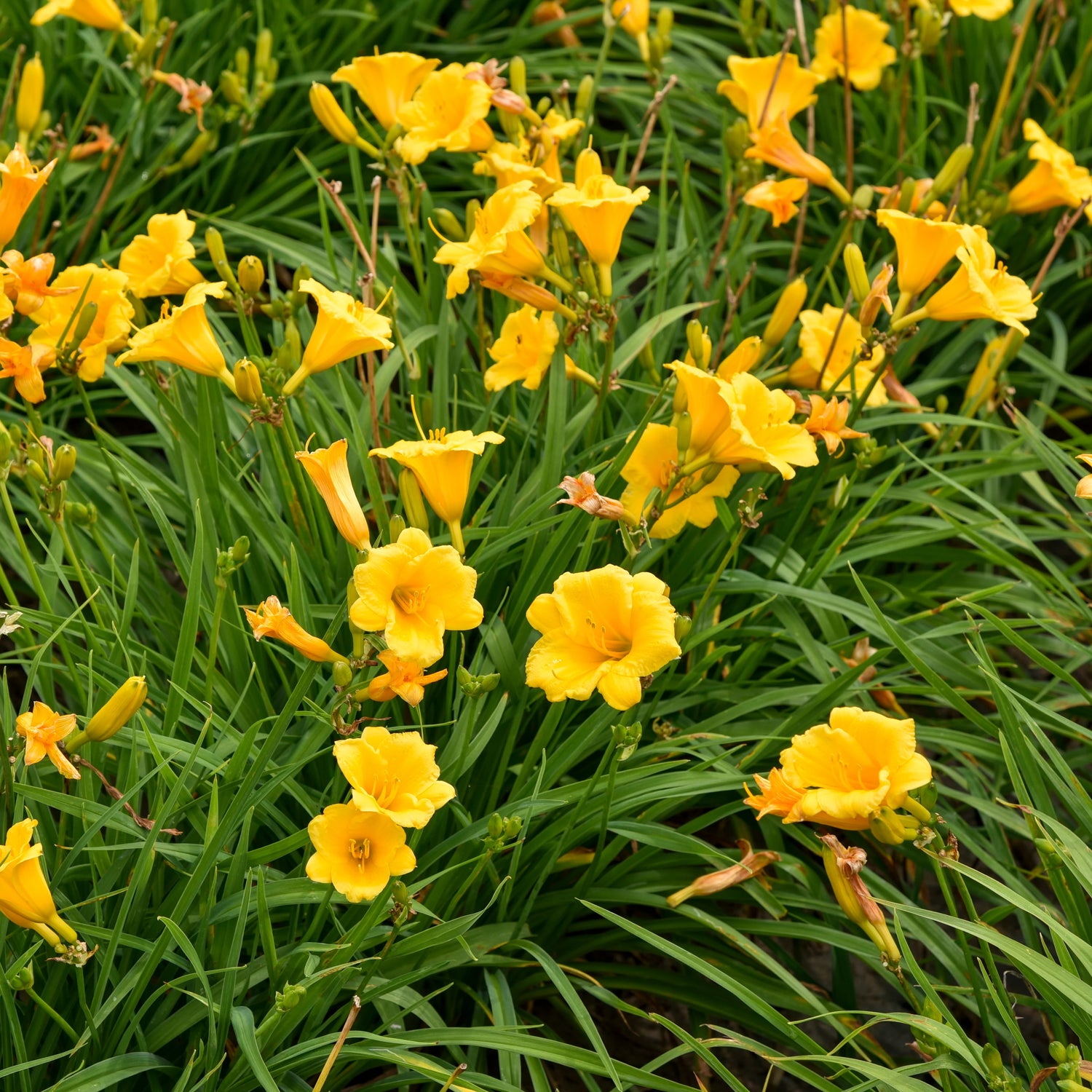 Hemerocallis Buttered Popcorn