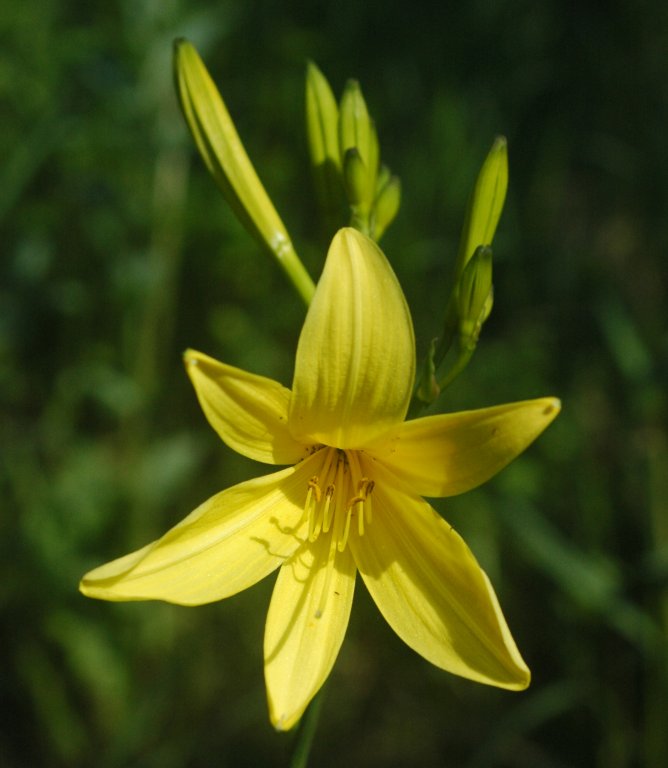 Mixed Hemerocallis Hybrida Flowers Seeds