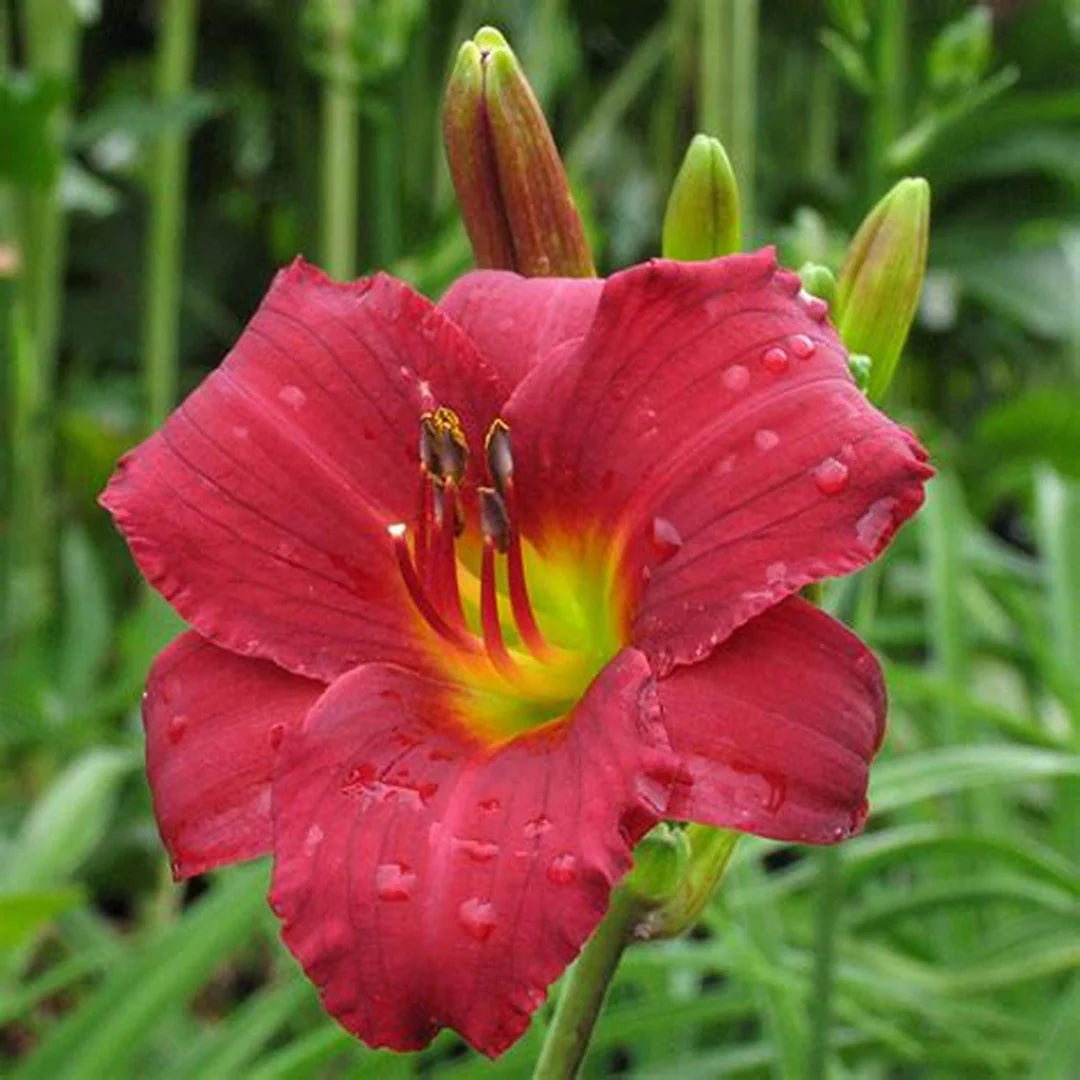 Ruby Stella Daylily