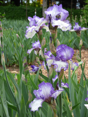 Hemstitched Tall Bearded Iris