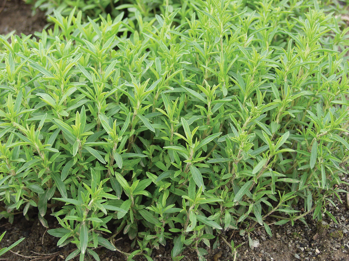 Herb garden seeds, Winter Savory white flower clusters and glossy leaves