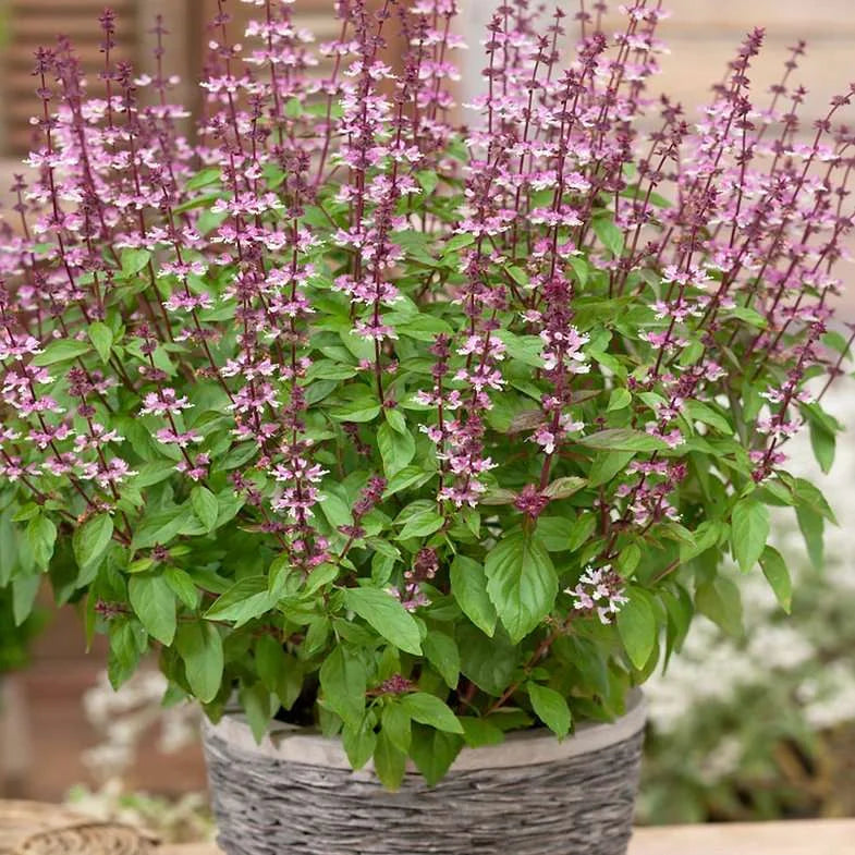 Genovese Basil Seeds – For Fresh Culinary Creations-Heirloom & Non-GMO Seeds for planting – Fresh Herb for Your Garden