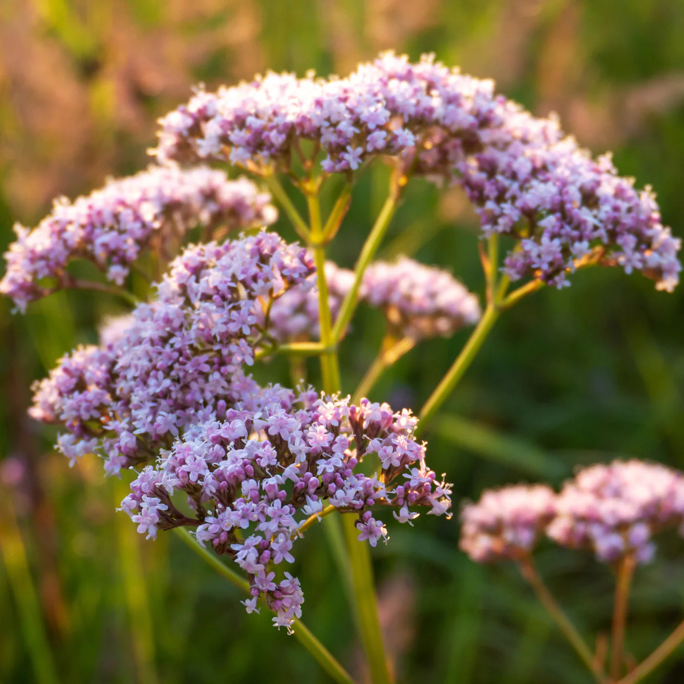 Valerian