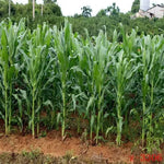 Herbicide Disease Resistance Sweet Corn heirloom non-gmo organic garden seeds