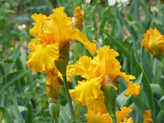 Here Comes the Sun Tall Bearded Iris