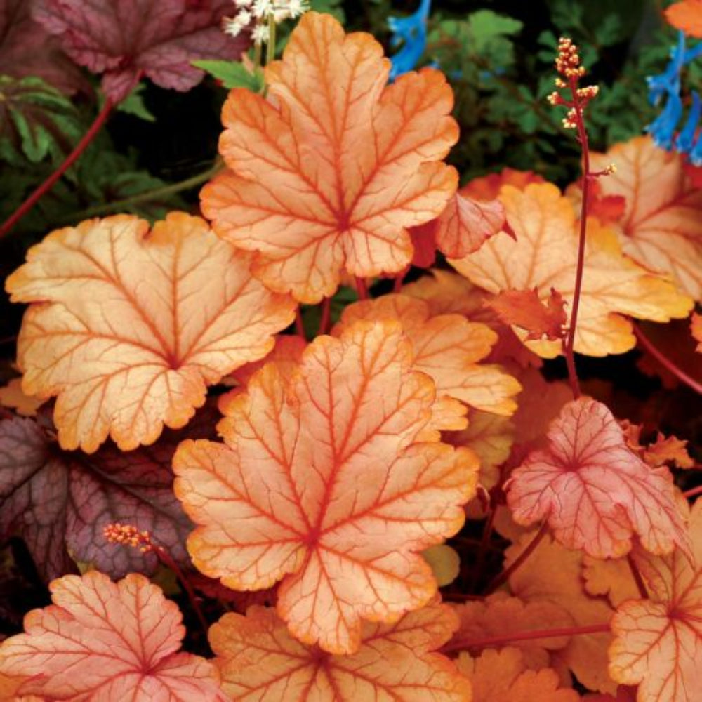 Orange Heuchera Seeds for Planting - Heirloom, NON-GMO Perennial Seeds for Garden Landscaping & Borders