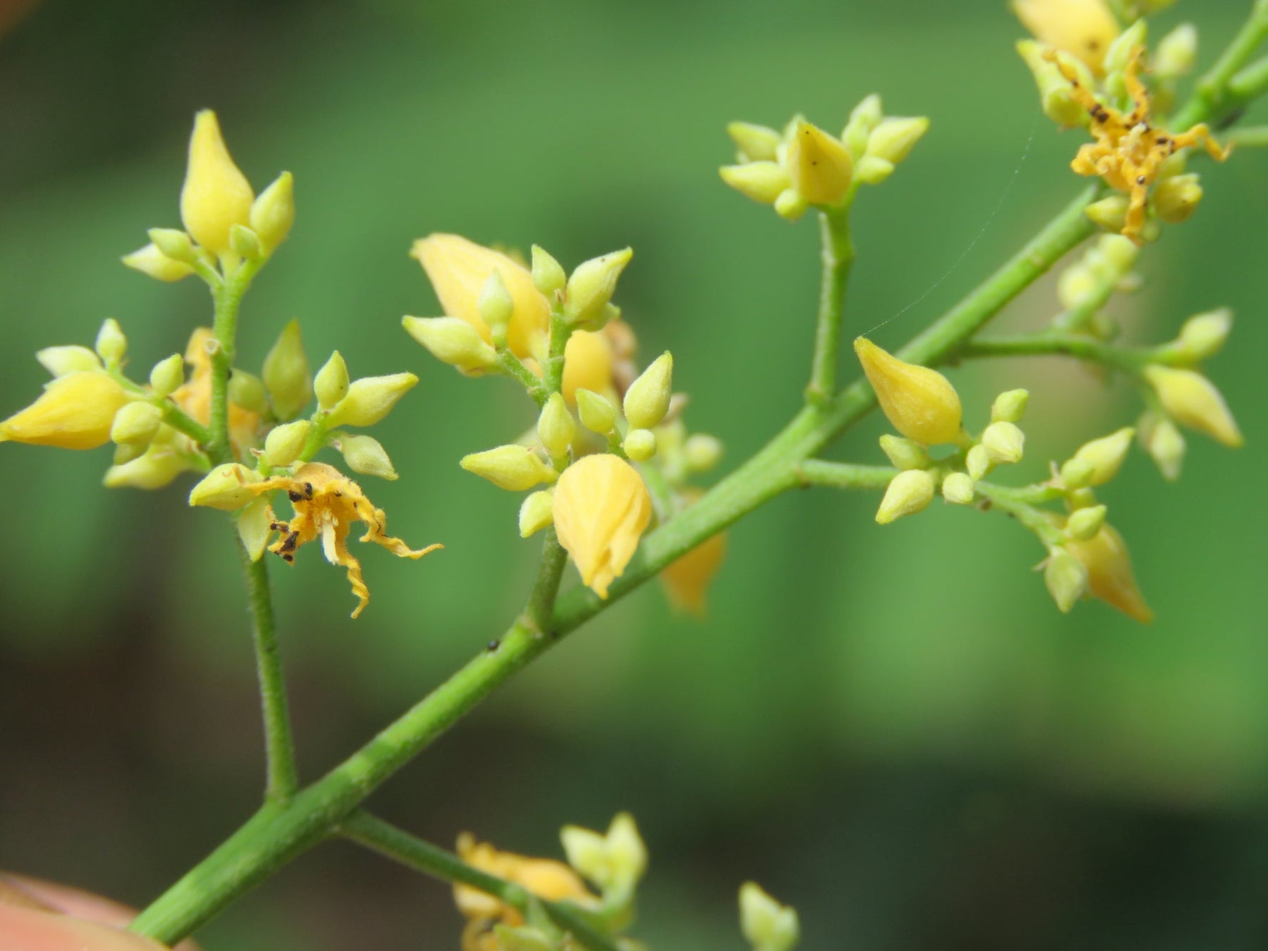 Yellow Hevea Brasiliensis Seeds – Heirloom, Non-GMO Flower Seeds for Planting Unique Blooms seeds for planting in home garden