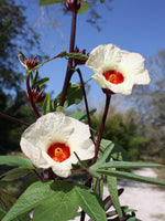Hibiscus Cranberry White Open Pollinated heirloom non-gmo garden seeds