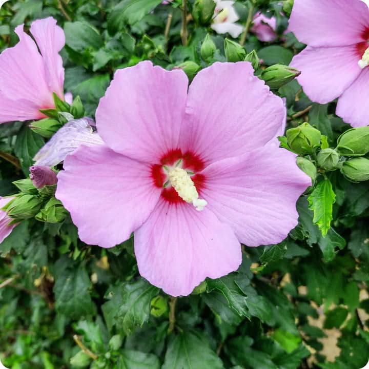 Rose of Sharon Hibiscus Seeds for Planting, Purple Flowering Planting Seeds