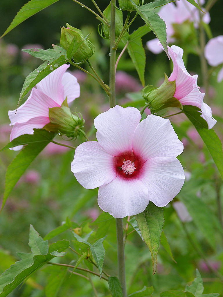 Rose Mallow Seeds - Mixed Colors