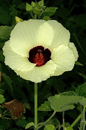 Hibiscus Vitifolius heirloom non-gmo garden seeds