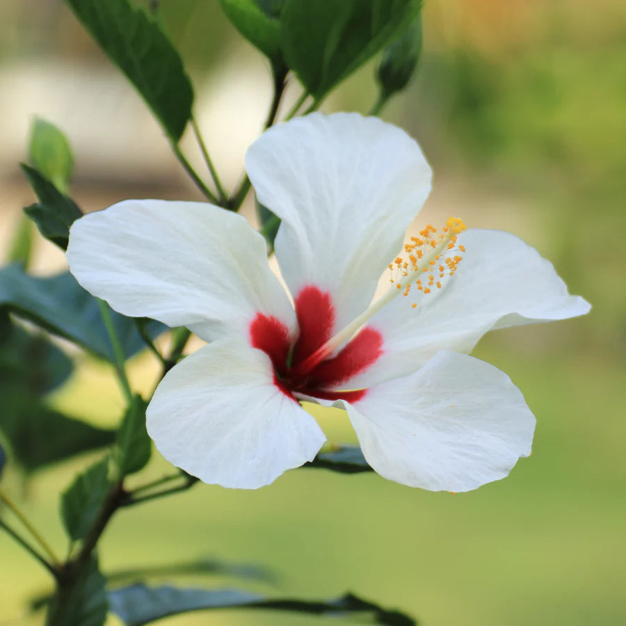 White Red Hibiscus Flower Seeds Giant Exotic Hardy Blooms for Decorative Landscaping
