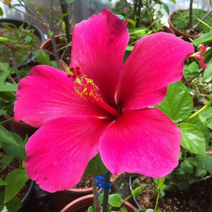 Heirloom Non-GMO Thick Pink Hibiscus Flower Seeds – Lush Tropical Blooms for Garden Planting