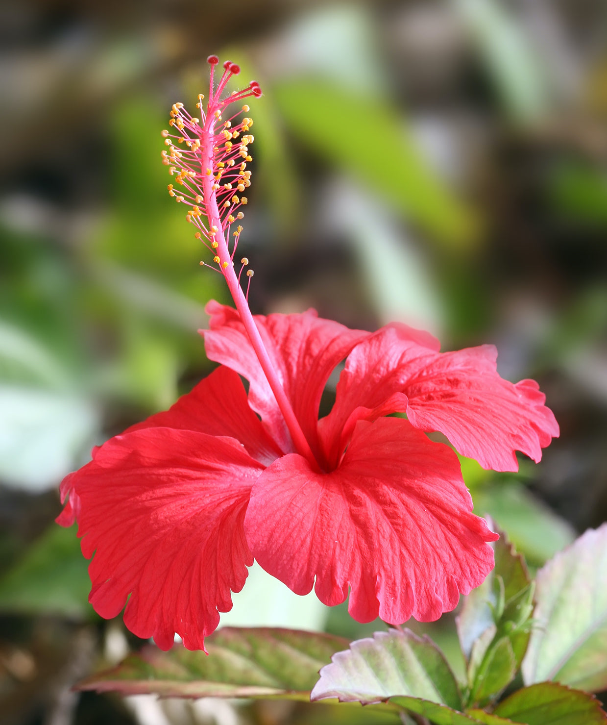 Hibiscus Luna Mix Seeds