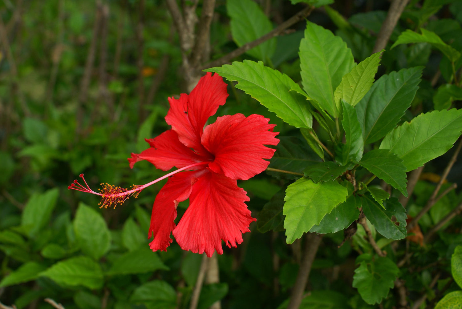 Red Pink Purple Hibiscus Flower Seeds Giant Exotic Blooms for Colorful Garden Planting