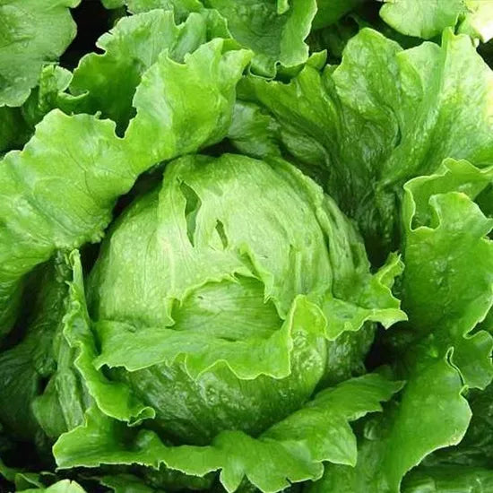 High Clean Vegetable Rate Compact Lettuce – Heirloom, Non-GMO, High Germination Organic Garden Seeds