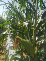 High Disease Resistance Vigorous And Robust Plants Premium Sweet Corn heirloom non-gmo organic garden seeds