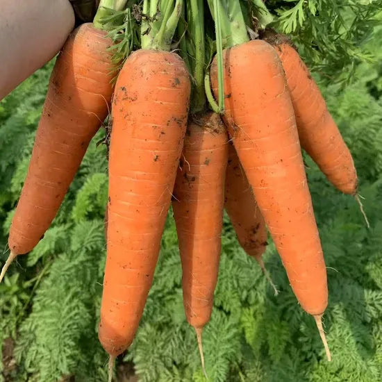 High End Preferred Good Heat And Cold Resistance heirloom non-gmo organic garden seeds