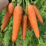 High End Preferred Good Heat And Cold Resistance heirloom non-gmo organic garden seeds