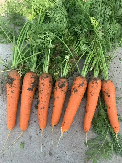 High End Preferred Good Heat And Cold Resistance – Heirloom, Non-GMO, High Germination Organic Garden Seeds