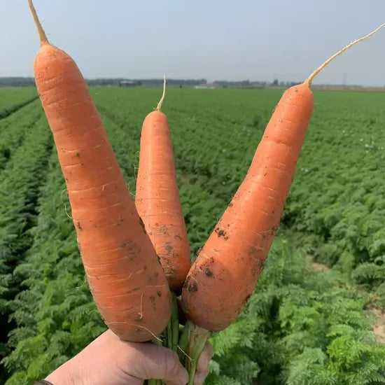 High End Preferred Karoda Carrot – Heirloom, Non-GMO, High Germination Organic Garden Seeds