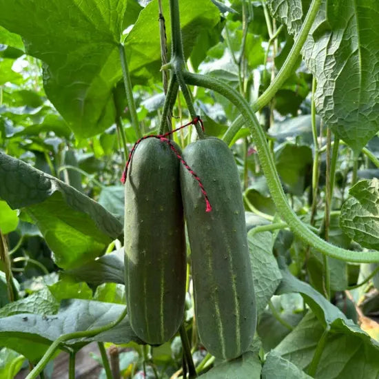 High Germination 22Cm Cucumber For Sale heirloom non-gmo organic garden seeds