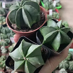 High Germination Rate Bishop'S Cap Cactus Succulent heirloom non-gmo organic garden seeds