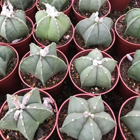 High Germination Rate Bishop'S Cap Cactus Succulent – Heirloom, Non-GMO, High Germination Organic Garden Seeds