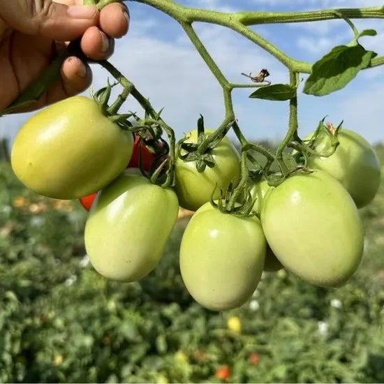 High Hardness Vigorous Growth Semi Determinate Tomato For heirloom non-gmo organic garden seeds