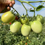 High Hardness Vigorous Growth Semi Determinate Tomato For heirloom non-gmo organic garden seeds