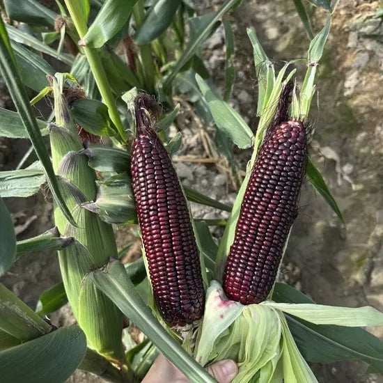 High Nutrition Hybrid Sweet Corn For Sale – Heirloom, Non-GMO, High Germination Organic Garden Seeds