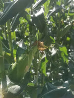 High Nutrition, Vigorous Plants, Sweet Taste, Early Maturity Super Sweet Corn heirloom non-gmo organic garden seeds