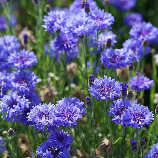 High Quality Centaurea Cyanus Annual Herb Flower heirloom non-gmo organic garden seeds