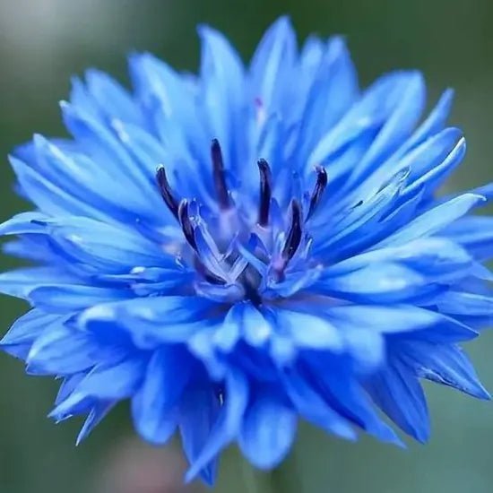 High Quality Centaurea Cyanus Annual Herb Flower – Heirloom, Non-GMO, High Germination Organic Garden Seeds