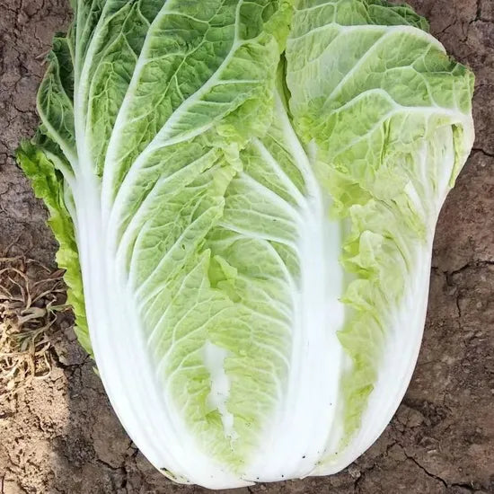 High Quality Chinese Cabbage For Cold Weather Climates heirloom non-gmo organic garden seeds