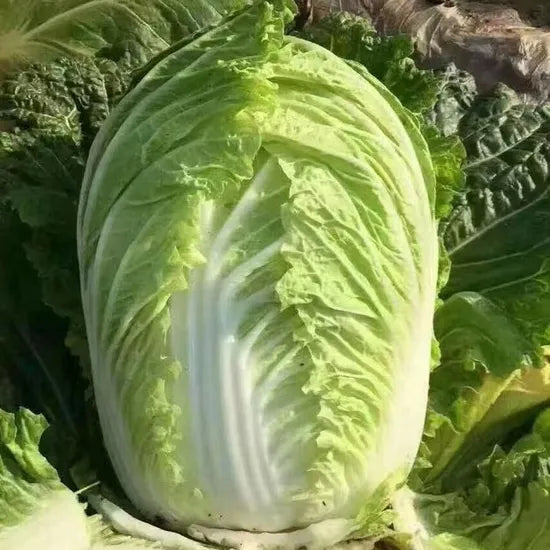 High Quality Chinese Cabbage For Cold Weather Climates – Heirloom, Non-GMO, High Germination Organic Garden Seeds