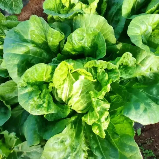 High Quality Chinese Cabbage With Superior Heat Resistance heirloom non-gmo organic garden seeds