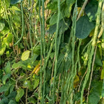 High Quality Cow Pea For Sale heirloom non-gmo organic garden seeds