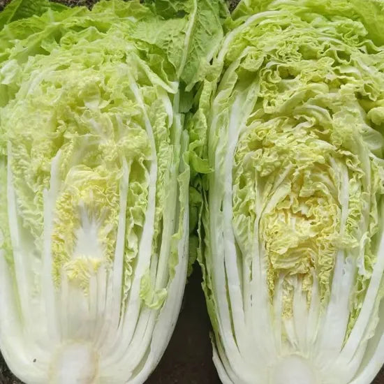 High Quality Green Chinese Cabbage For Global Distribution heirloom non-gmo organic garden seeds